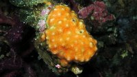 105 Schizomavelle bosselee (Schizomavella mamillata)